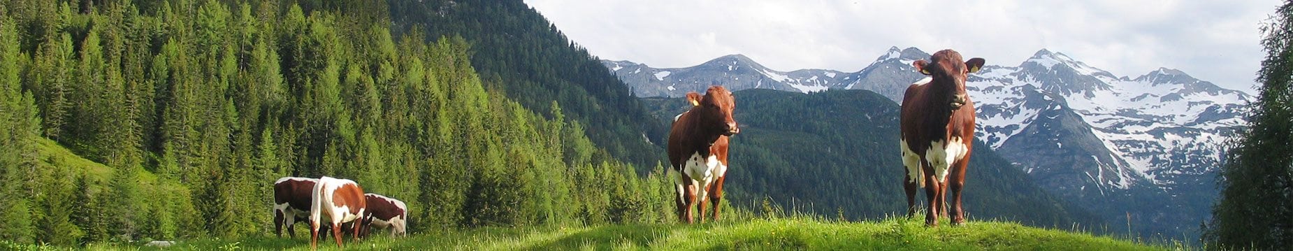 Urlaub am Bauernhof in Flachau, Feriengut Fingerhof