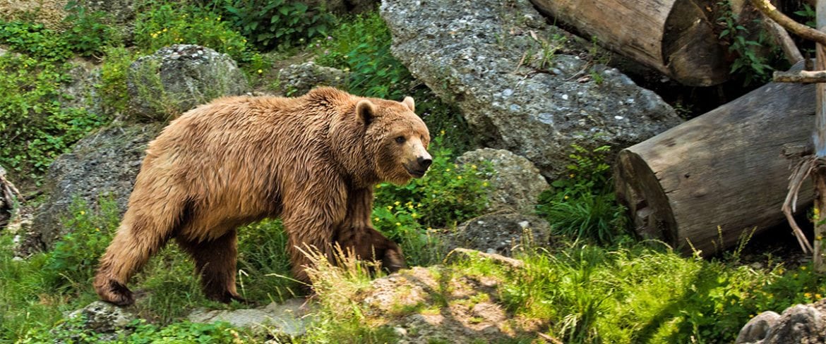 Zoos & Tiergärten - Ausflugsziel im Salzburger Land